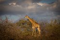 102 Kruger National Park, giraf